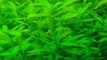 Roślina akwariowa Hygrophila polysperma.