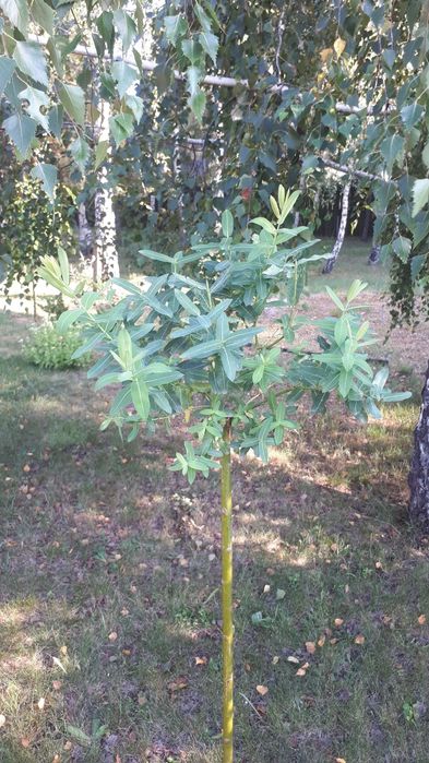 Верба штамбова Хакуро-Нішикі