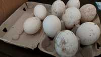 Jaja lęgowe gęsi landes