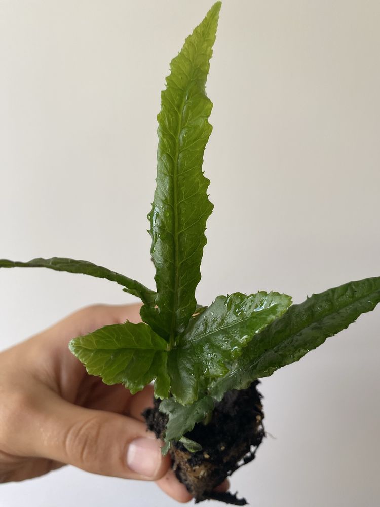 Bolbitis Siberut Paproć do akwarium lub paludarium