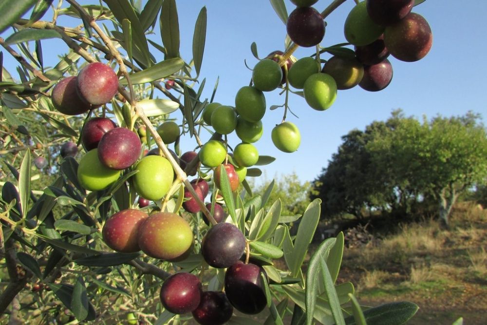 Organic extra virgin olive oil -Portugal