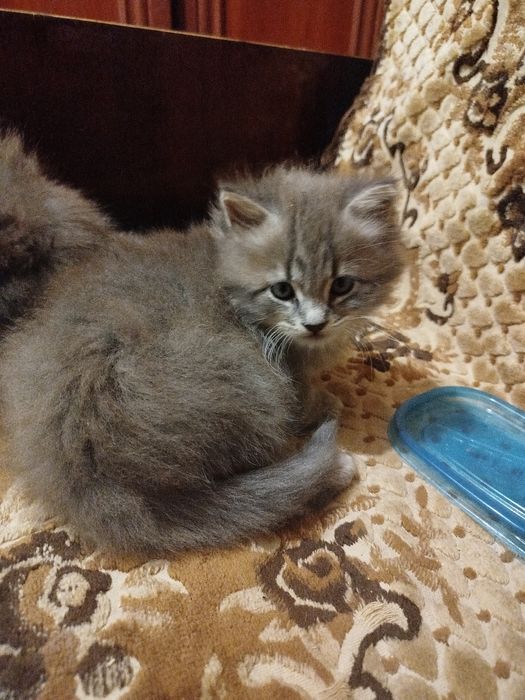 Котята в хорошие руки ,пушистые ,мальчик и девочка