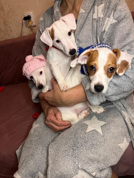 Красивые щеночки ищут родителей