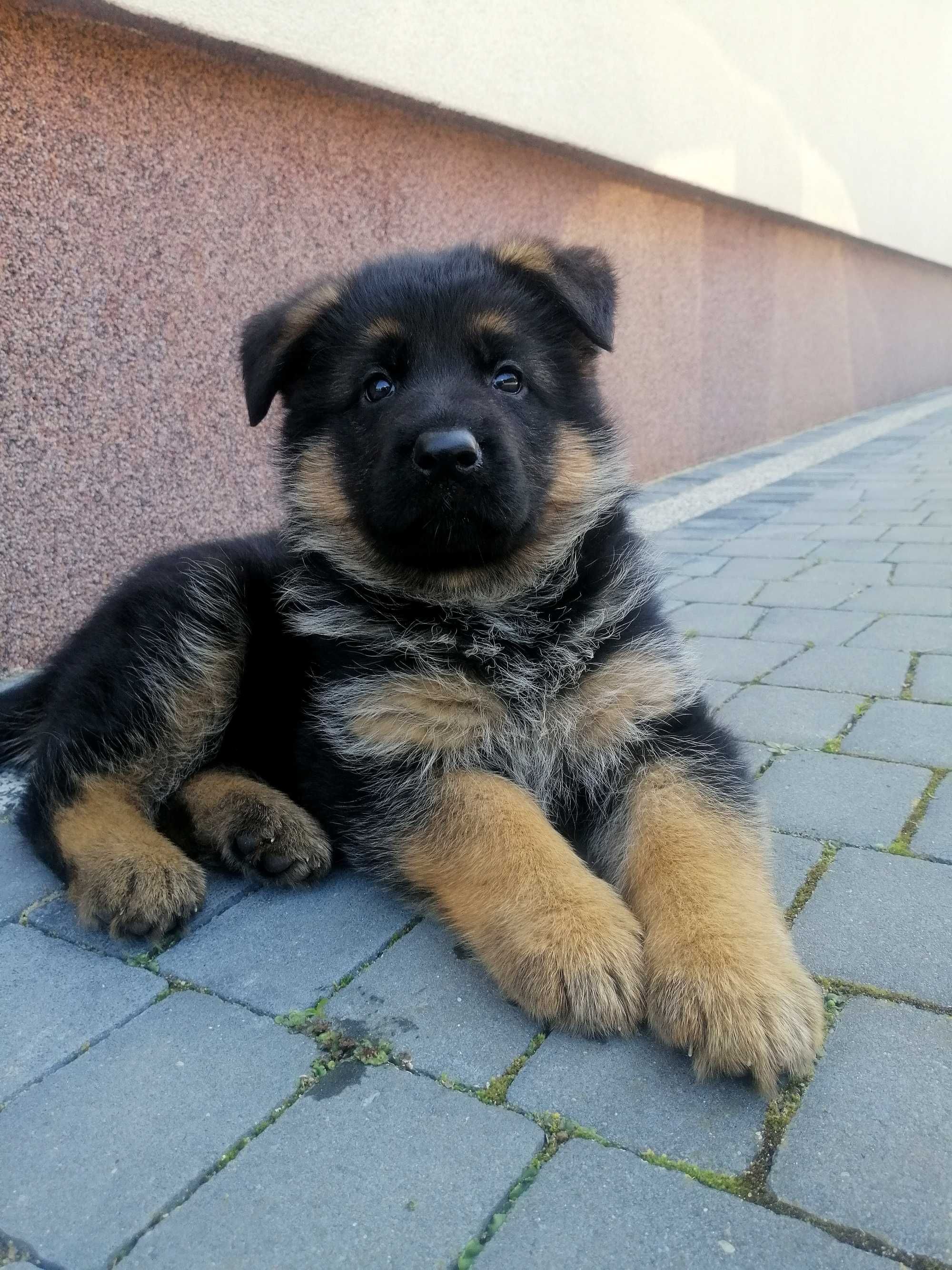 Owczarek Niemiecki Krótkowłosy