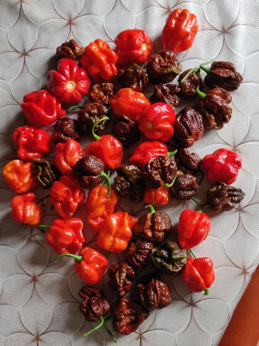 Ostry sos Carolina Reaper