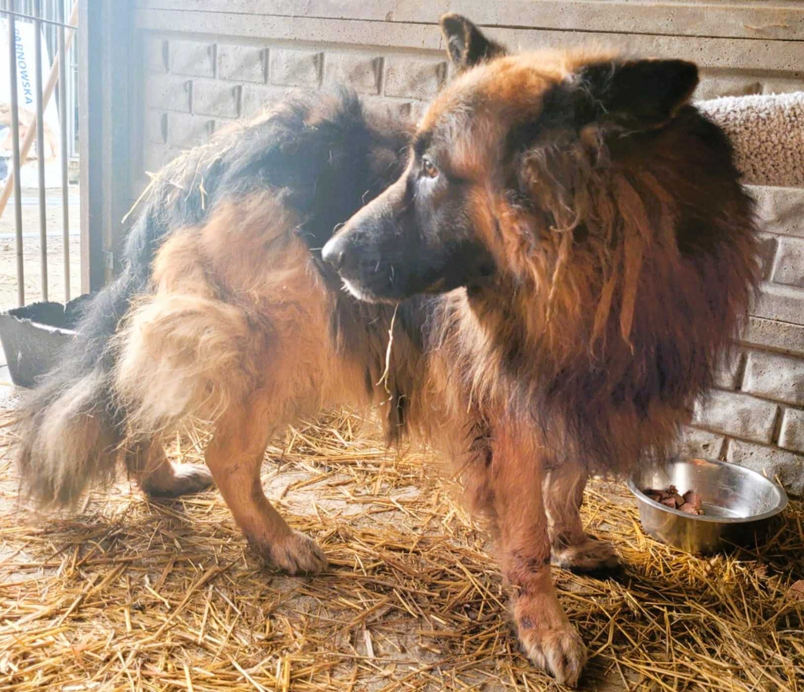 RAMBO - piękny owczarek szuka dobrego domu