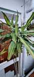Planta Dracaena flagrans 2metros
