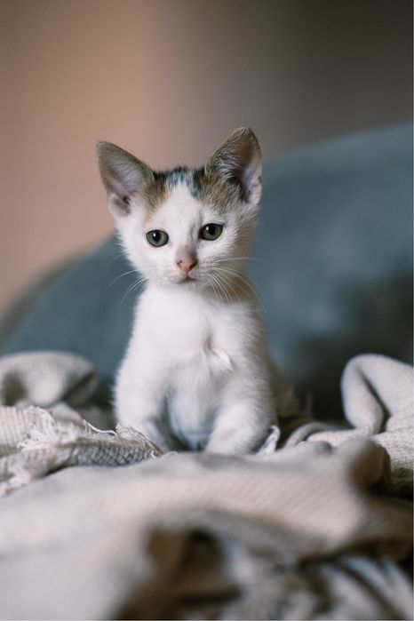 Dwa kotki do adopcji Łapy/Białystok