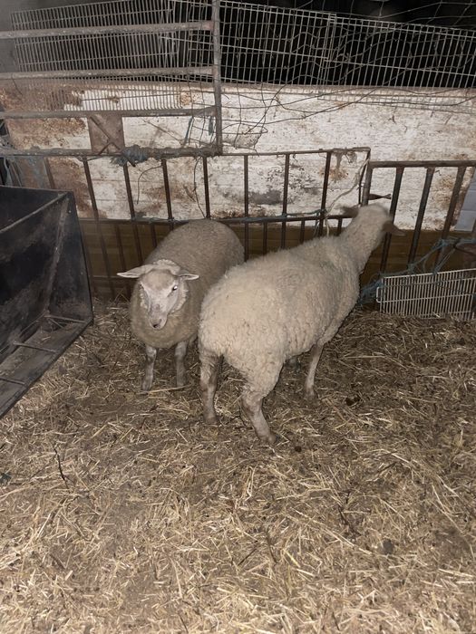 borregas cruzadas de ille france