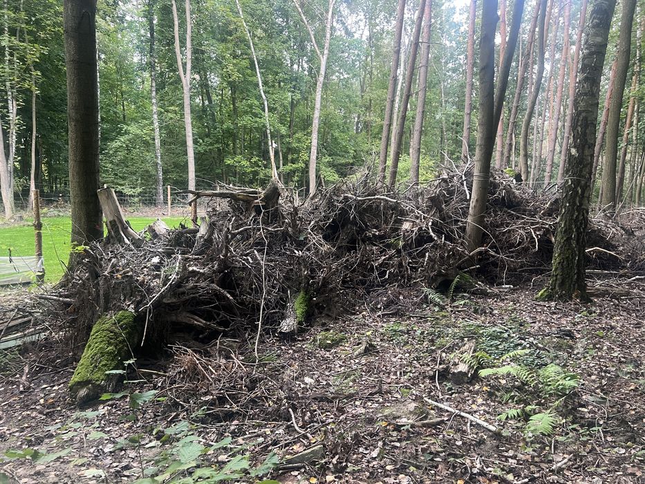Zaplace za zabranie  gałęzie i korzenie