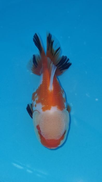 Oranda biało-czerwona