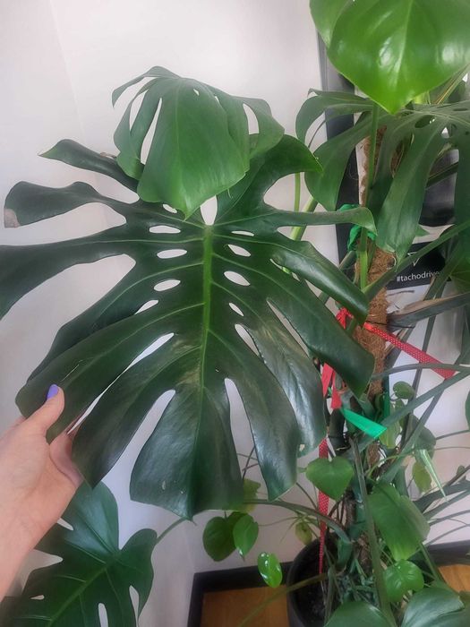 Monstera deliciosa Monstera dziurawa