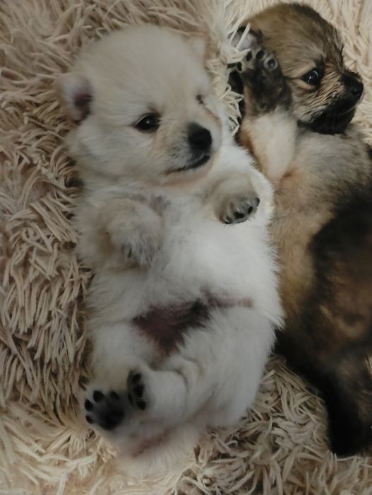 Biały piesek szpic miniaturowy