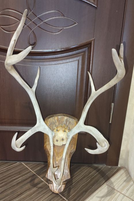 Настінні роги оленя