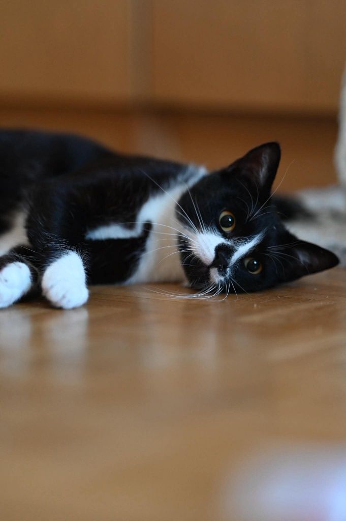 Piękny Romek czeka na adopcje