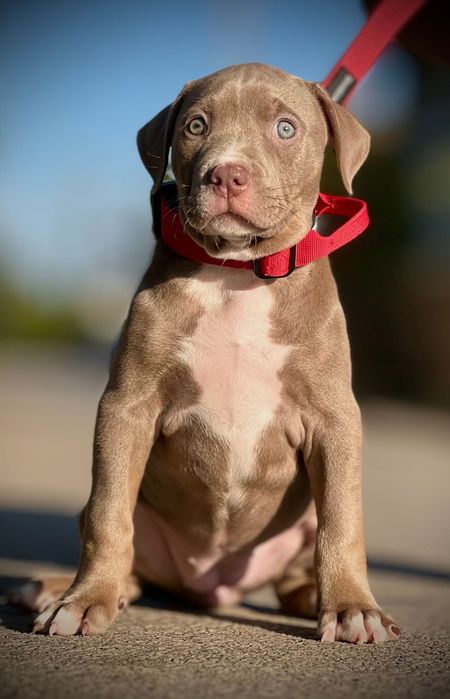 Suczka American Bully XL w kolorze lilac