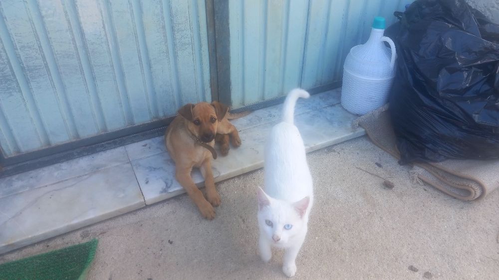 Cão Masculino de porte pequeno