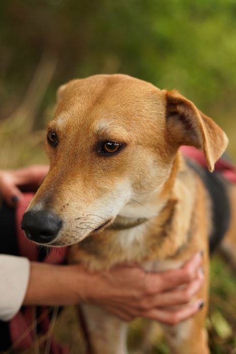 Собака шукає сімʼю в добрі руки