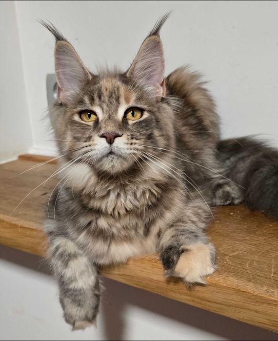Maine coon kotka Umi niebieska szylkretka pregowana