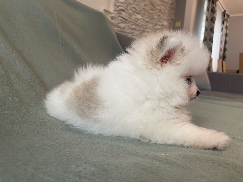 Pomeranianki suczka mini mini