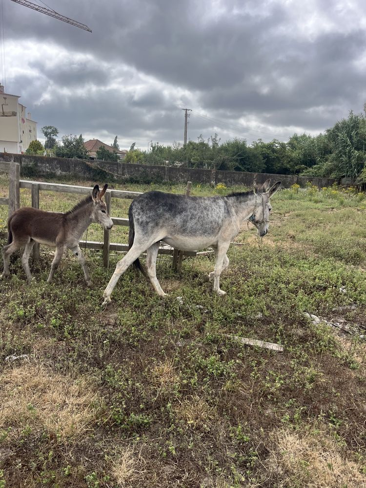 Burra montada e burrinho