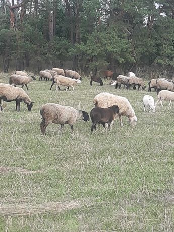 Продам овец ягнят баранов