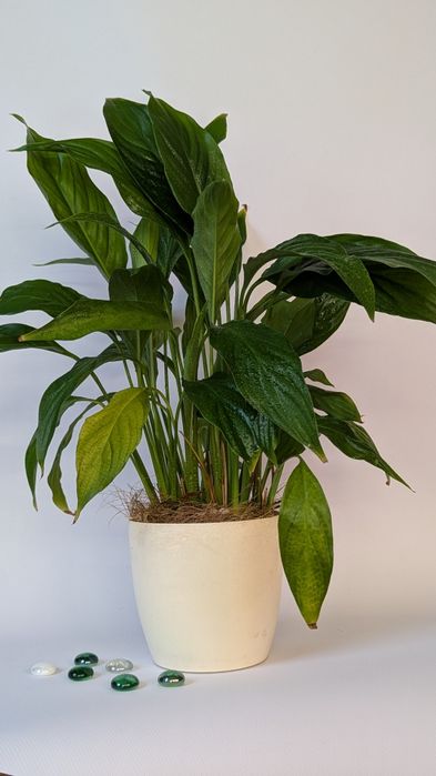 Спатифілум,жіноче щастя.