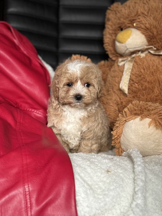 Міні мікро тікап мальтіпу