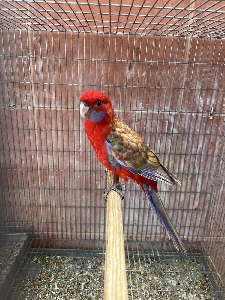 Rosela Pennant Cinnamon