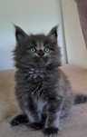 Niebieski kocurek Maine Coon