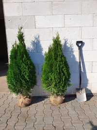 Tuja thuja SZMARAGD smaragd 110-120cm PIĘKNA sadzenie żywopłot