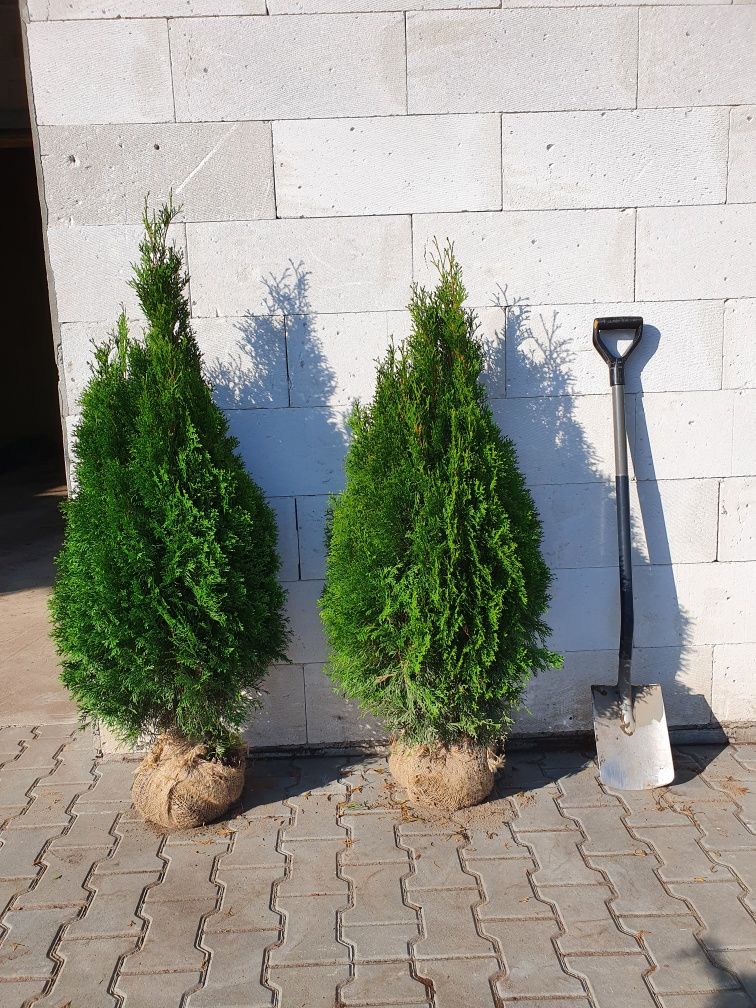 Tuja thuja SZMARAGD smaragd 110-120cm PIĘKNA sadzenie żywopłot