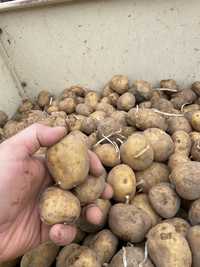 Ziemniaki sadzeniaki Ignacy