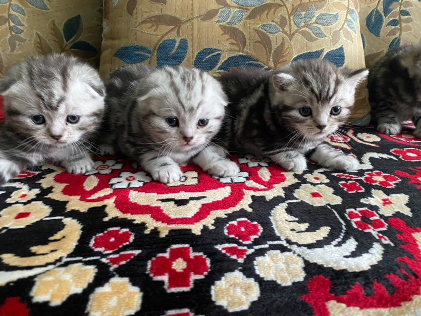 Изумительные мраморятки