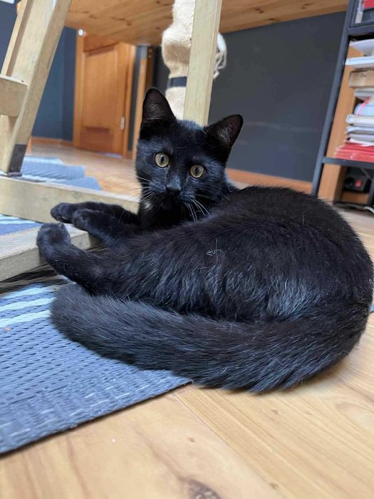 Kot kocurek adopcja schronisko wesoły przytulas