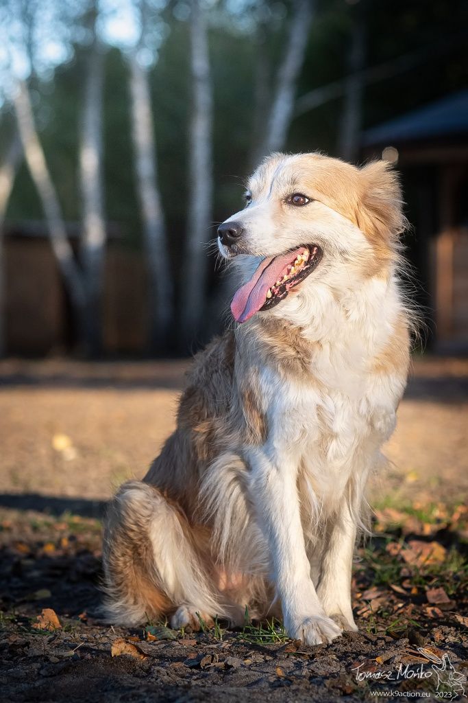 Suczka Border Collie, gotowa do odbioru