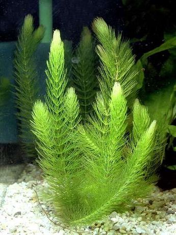 Rogatek sztywny  roślina akwariowa