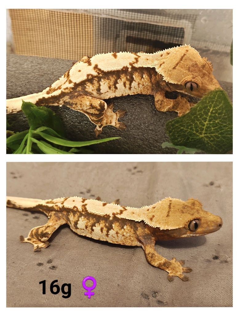 Gekon orzęsiony tricolor/harlequin samica 17g WeedGeckos