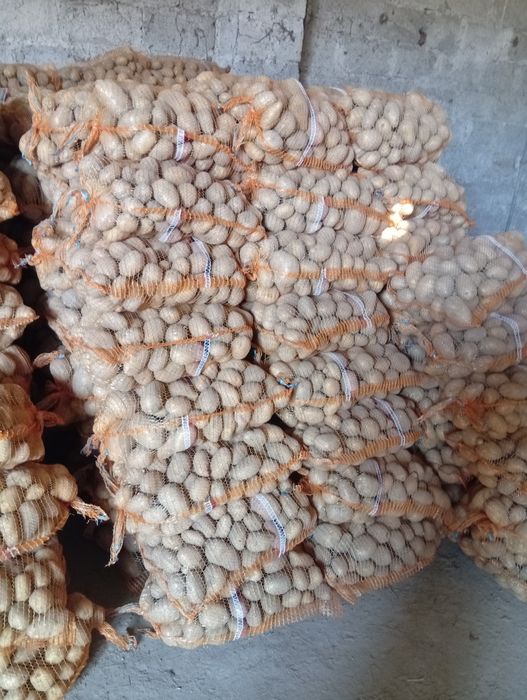 Ziemniaki soraja Jurek denar