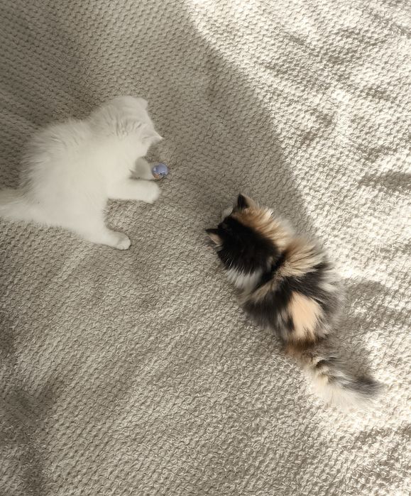 Mega słodziak koteczka pers