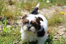 Cachorro shih-tzu.com Lop Pedigree