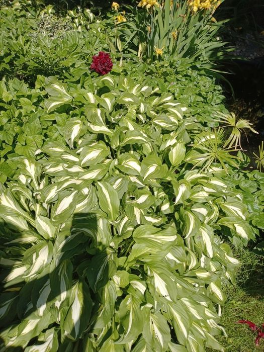 Садова рослина.Хоста.