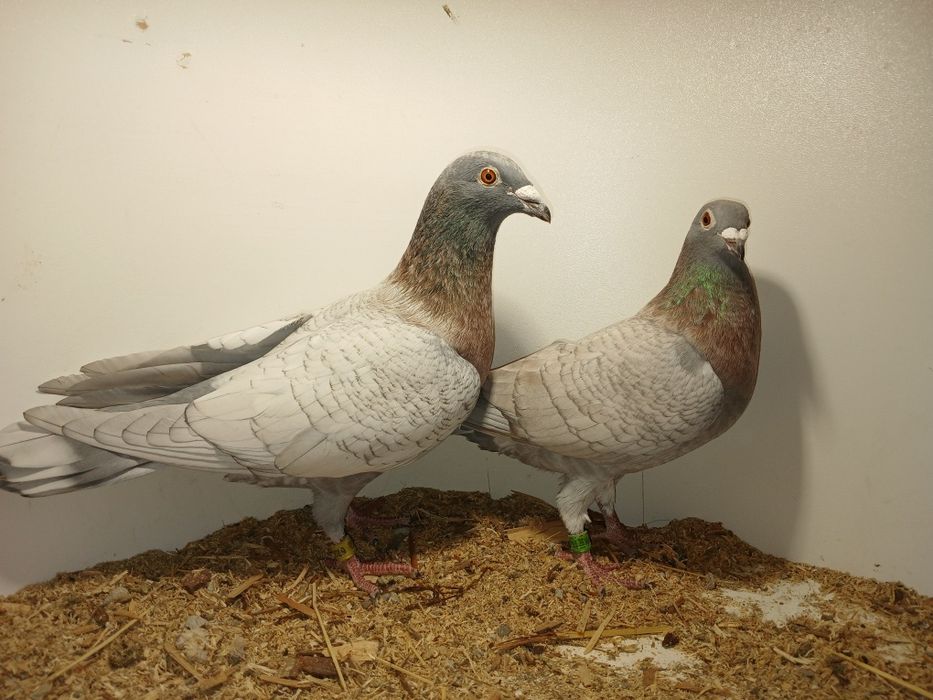 Gołębie pocztowe opal lini Adama Braszko i Pawła Kuźmy