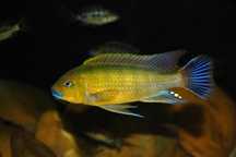 Williamsi blue lips, PSEUDOTROPHEUS. "Williamsi north" MAKONDE