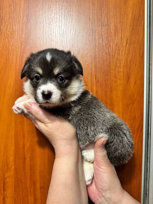 Коргі пемброк