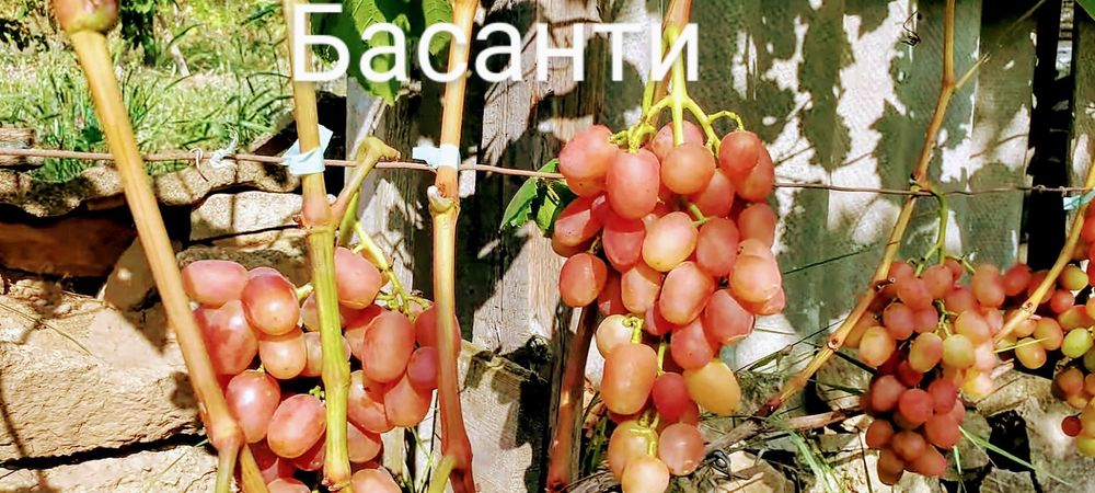 Черенки винограда