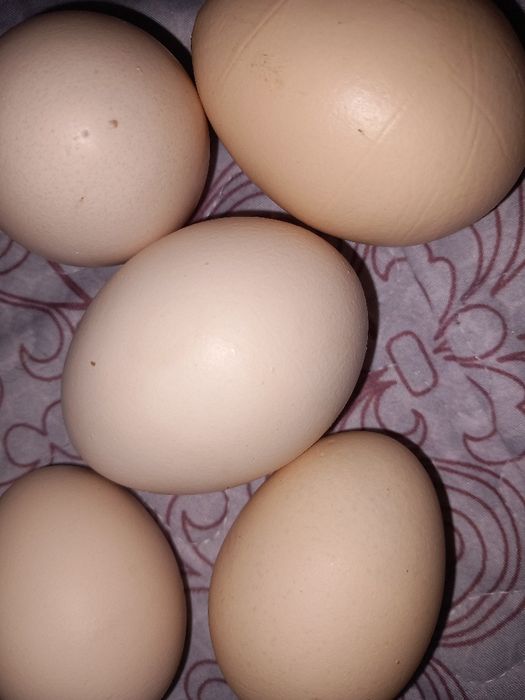 Jajka wiejskie świeże