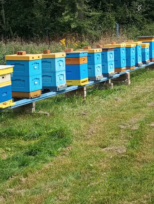 Ule wielkopolskie z pszczołami