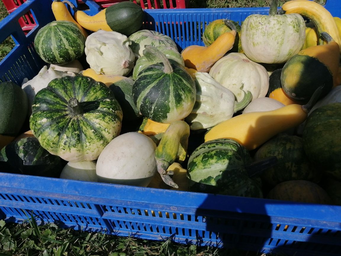Dynie mix, białe i kolorowe 20 sztuk