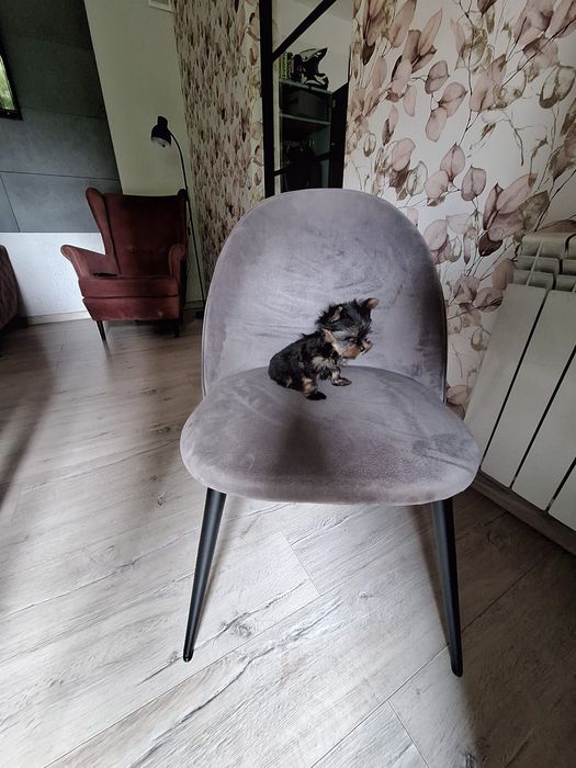 York yorkshire terrier piesek mini